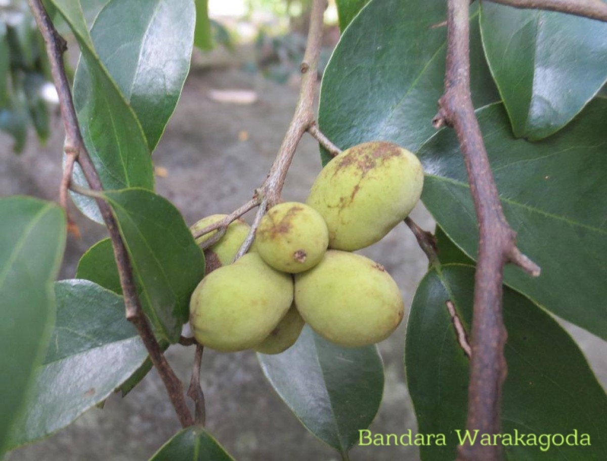 Mitrephora heyneana (Hook.f. & Thomson) Thwaites